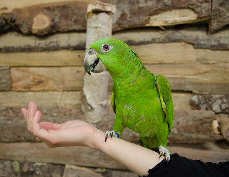 Cute bright green Amazon parrot sitting on a human hand (selective focus on the parrot)