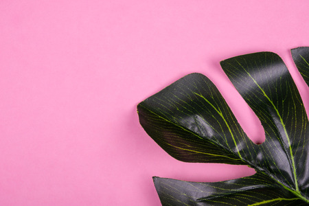 Monstera leaf as a tropical plant leaf on a pink background, minimal concept (copy space on the left for your text)の写真素材