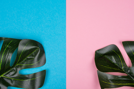 Monstera leaves as tropical plant leaves on pink and blue backgrounds, minimal conceptの写真素材