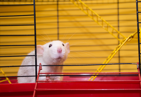 Cute laboratory rat of the dumbo breed looking out of a cage in a laboratory (selective focus on the rat eyes)の写真素材