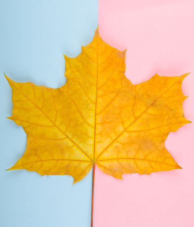 Bright yellow maple leaf on a pink and blue paper background, minimal concept (flat lay, top view)の写真素材