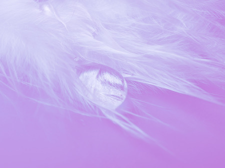 Drop of water flowing on a feather against a pastel pink background (as an abstract fairy-like background), shallow DOF, selective focus on the drop of water and feather detailsの写真素材