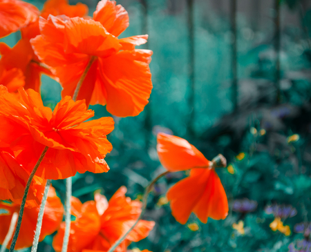 Bright red poppy flowers against the green background, copy space on the right (shallow DOF, selective focus)の写真素材