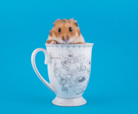 Cute funny Syrian hamster peeping out of a tea cup (on a bright blue background)の写真素材