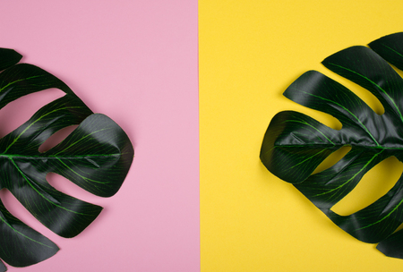 Monstera leaves as tropical plant leaves on pink and yellow backgrounds, minimal conceptの写真素材