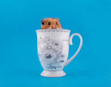 Cute funny Syrian hamster peeping out of a tea cup (on a bright blue background)の写真素材