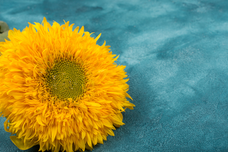 Bright yellow sunflower on a blue and green marble backgroundの写真素材