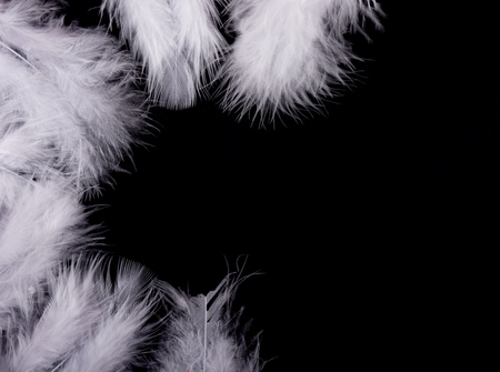 White feathers forming a frame on a black background (as the good and evil or black and white concept), copy space for your textの写真素材
