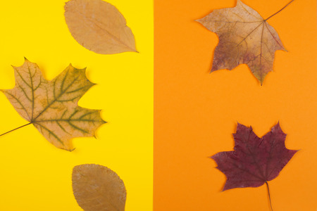 Autumn leaves on a split yellow and orange background (top view)の写真素材