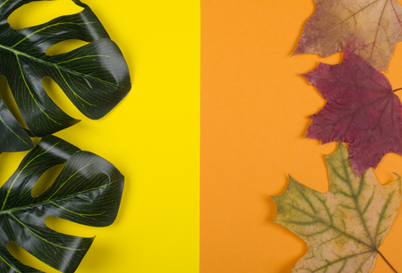 Monstera leaves and autumn maple leaves on a split yellow and orange background (top view) as the summer and autumn or change of seasons conceptの写真素材