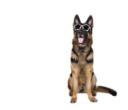 Funny German shepherd wearing glamorous leopard print sunglasses (isolated on white, copy space on the left for your text)の写真素材
