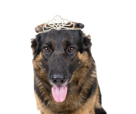 Funny German shepherd wearing a crown like a queen or a princess (isolated on white)の写真素材