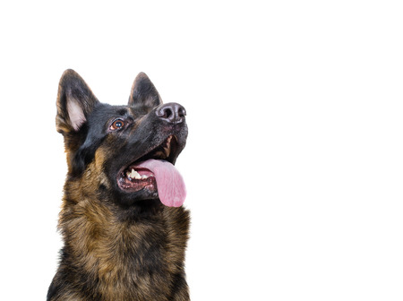 Cute funny German shepherd looking up while waiting for a treat (isolated on white), copy space on the rightの写真素材