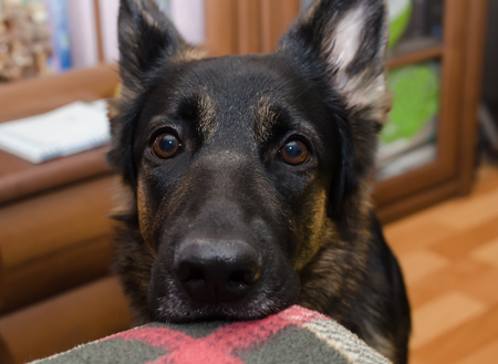 Cute thoughtful German shepherd waiting for a walk with its head on the sofa (selective focus on the dog eyes)の写真素材