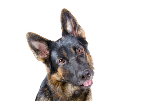 Cute German shepherd tilting its head as if begging for something (isolated on white)の写真素材