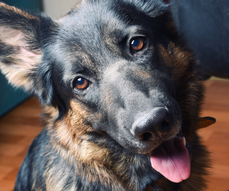 Portrait of a cute German shepherd tilting its head (retro style, selective focus on the shepherd eyes)の写真素材