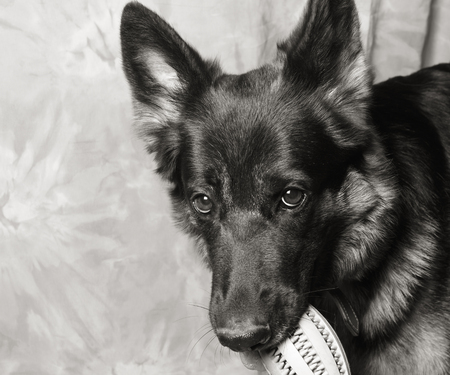 Cute German shepherd holding a toy in its mouth (in black and white, retro style), copy space on the left for your textの写真素材