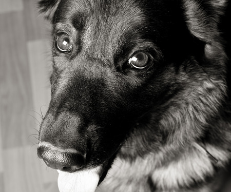 Top view of a German shepherd in black and white (retro style), selective focus on the dog eyesの写真素材