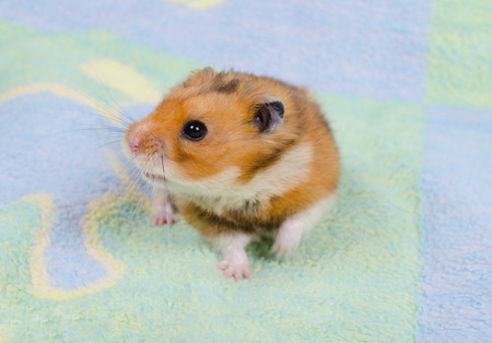 Cute Syrian hamster on a bright background (selective focus on the hamster eyes)の写真素材