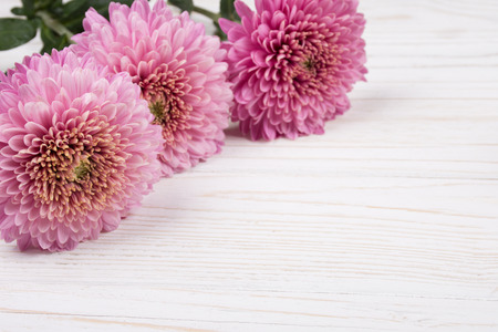 Pink chrysanthemum flowers on a weathered white wooden background (copy space on the right for your text)の写真素材