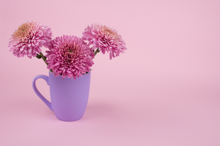 Beautiful pink chrysanthemum flowers in a purple cup against a pastel pink background (copy space on the right for your text, minimal concept)の写真素材