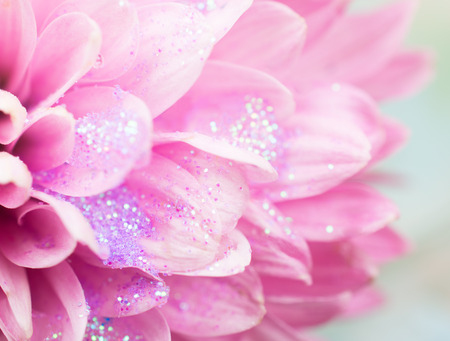 Extreme macro shot of blurred petals of beautiful pink chrysanthemum flowers covered with sparkling dew (very shallow DOF, selective soft focus) as a magic flower conceptの写真素材