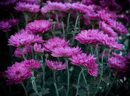 Beautiful pink flowers in the dark (selective focus) as a magic forest or magic garden conceptの写真素材