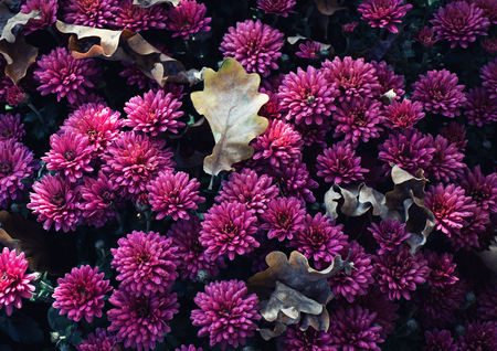Autumn oak leaves on beautiful pink chrysanthemum flowers in the dark (retro style) as the autumn concept or autumn backgroundの写真素材