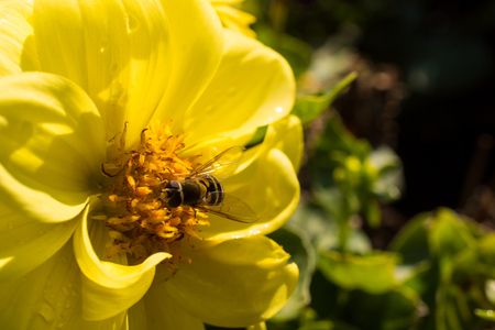 Bee collecting pollen and nectar from a bright yellow flower covered with morning dew (copy space on the right), selective focus on the beeの写真素材