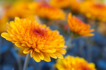 Beautiful bright orange and yellow chrysanthemum flower on the background of other chrysanthemum flowers (shallow DOF, selective focus on the chrysanthemum petals)の写真素材