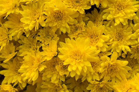 Beautiful bright yellow chrysanthemum flowers as a floral pattern or floral background (top view)の写真素材