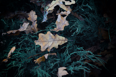 Mystic forest (autumn oak leaves on a dark green background)の写真素材