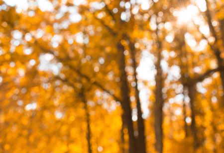 Defocused blurred bright yellow autumn foliage and trees (soft focus) as an abstract blurred autumn backgroundの写真素材