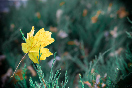 Single yellow maple leaf stuck in green grass (selective focus on the maple leaf)の写真素材