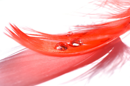 Macro shot of a bright red feather with drops of water on a white background (shallow DOF, selective focus on the drops of water)の写真素材