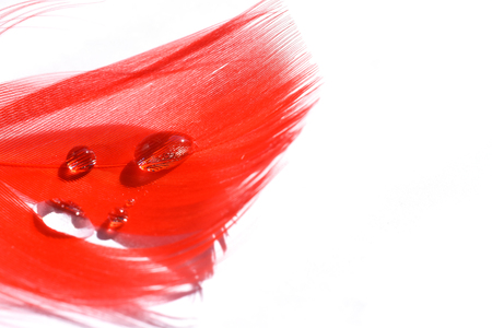 Macro shot of a bright red feather with drops of water on a white background (shallow DOF, selective focus on the drops of water), with copy space on the right for your textの写真素材