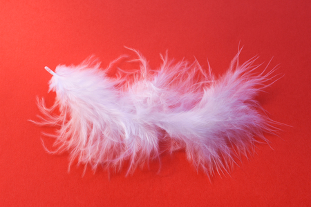 Single white feather on a red backgroundの写真素材