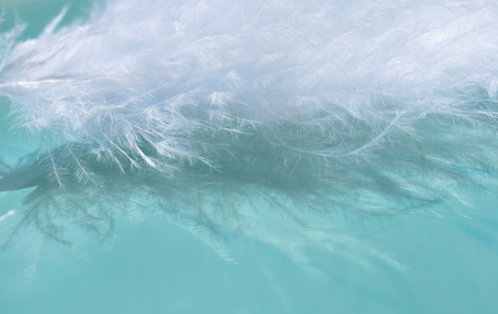 White feather with a reflection on a shiny turquoise background (as an abstract fairy-like background), shallow DOF, selective focus on the feather detailsの写真素材