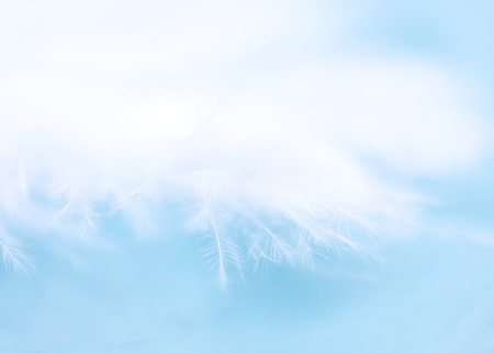 Beautiful fairy-like abstract background (macro shot of a white feather on a light blue background, very shallow DOF, soft focus)の写真素材