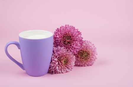 Cup of milk and beautiful pink chrysanthemum flowers against a pastel pink background (copy space on the right for your text, selective focus on the cup)の写真素材