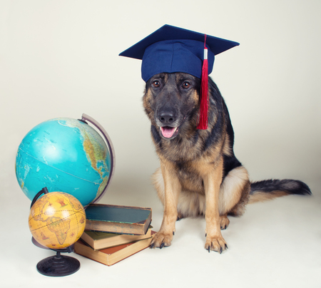 Cute German shepherd wearing a graduation cap and sitting next to two old globes and a pile of old books against a gray background, selective focus on the dog (retro style)の写真素材
