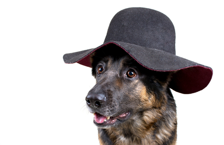 Portrait of a cute German shepherd wearing a hat and looking like a lady (isolated on white), copy space on the left for your textの写真素材