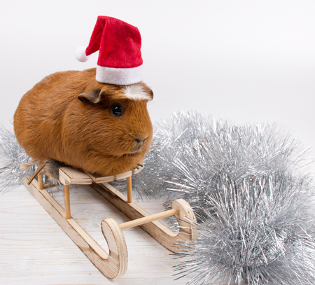 Silver tinsel and a cute funny guinea pig wearing a Santa hat and sitting on a toy Christmas sleigh (against a white background), copy space on the right for your textの写真素材