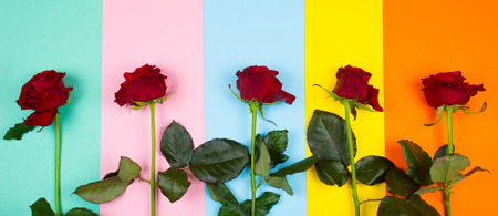 Row of bright red roses on a multicolored paper background of pastel and vibrant colors (top view, copy space for your text)の写真素材