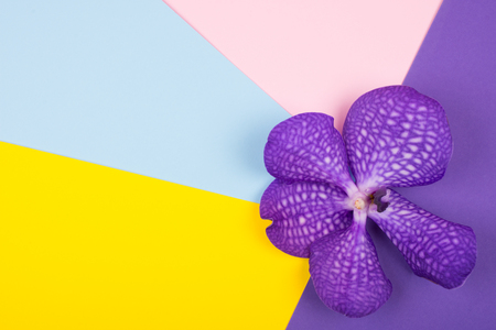Beautiful purple orchid flower on a bright multicolored background (top view, copy space for your text)の写真素材