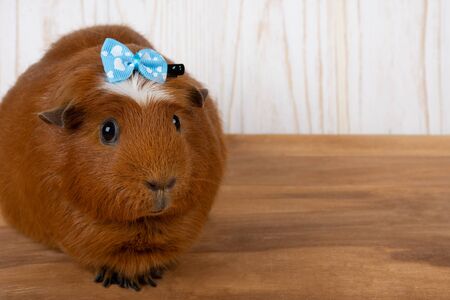Cute funny guinea pig wearing a blue bow (on a wooden background, copy space on the right for your text)の写真素材
