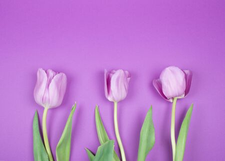 Three beautiful purple tulips on a purple background, top view (copy space for your text)の写真素材