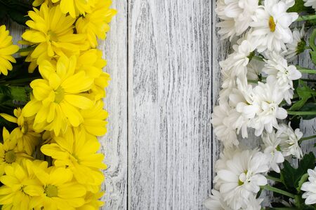 Rows of yellow and white chrysanthemum flowers on a worn gray wooden background (with copy space in the center for your text)の写真素材