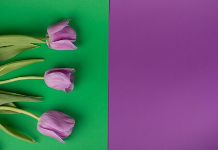 Three beautiful purple tulips on a split green and purple background, top view (copy space for your text)の写真素材