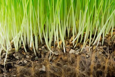 Bright green grass and roots in the soil